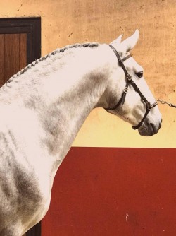 resterend Verbinding verbroken geestelijke gezondheid Paarden te koop | Stal Prinsenhof